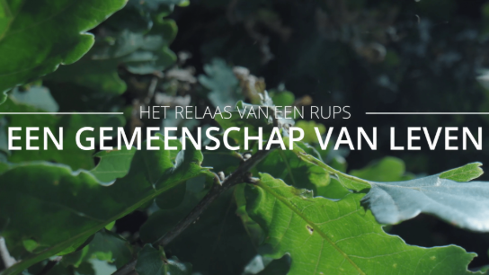 (vergroot foto)