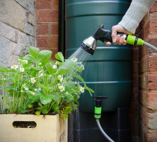 Hand met tuinslang die bloeiende aardbeiplanten in een houten bak water geeft naast een regenton. (vergroot foto)